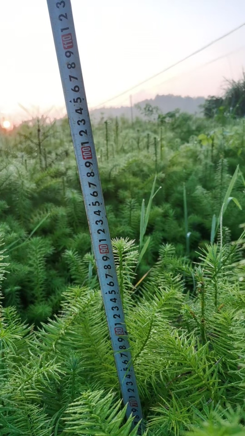 杉木苗，奉新县邹家苗圃基地大量供应大小不等的杉木