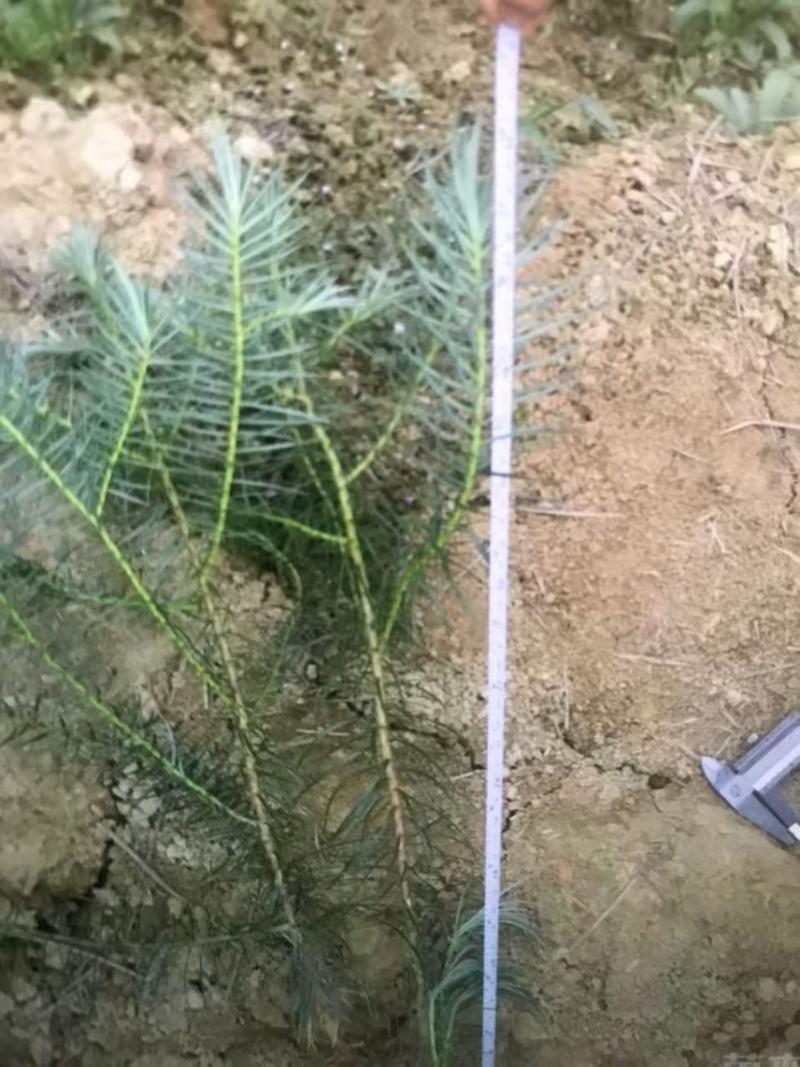 杉木苗，奉新县邹家苗圃基地大量供应大小不等的杉木