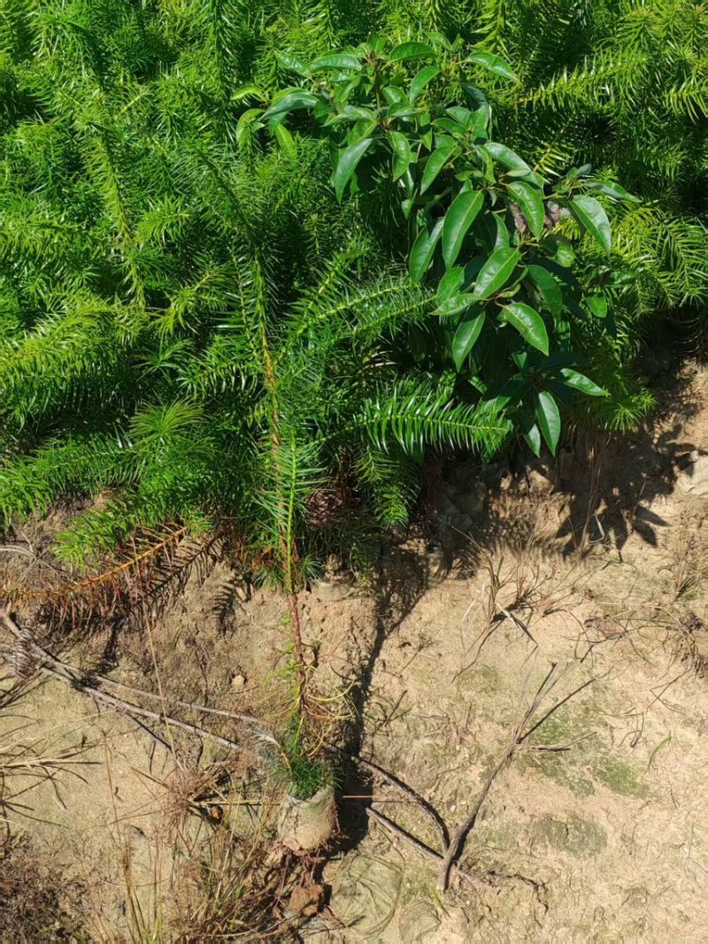 杉木苗，奉新县邹家苗圃基地大量供应大小不等的杉木
