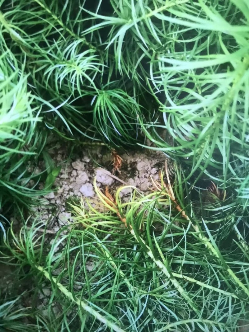 杉木苗，奉新县邹家苗圃基地大量供应大小不等的杉木
