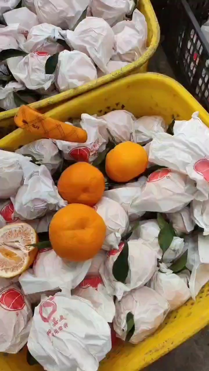 耙耙柑优质蒲江产区老树高山