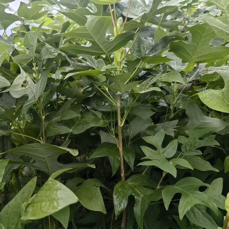 马褂木苗，马褂木苗木基地