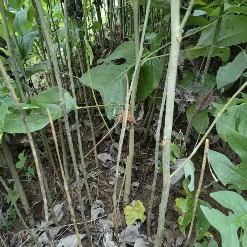 马褂木苗，马褂木苗木基地