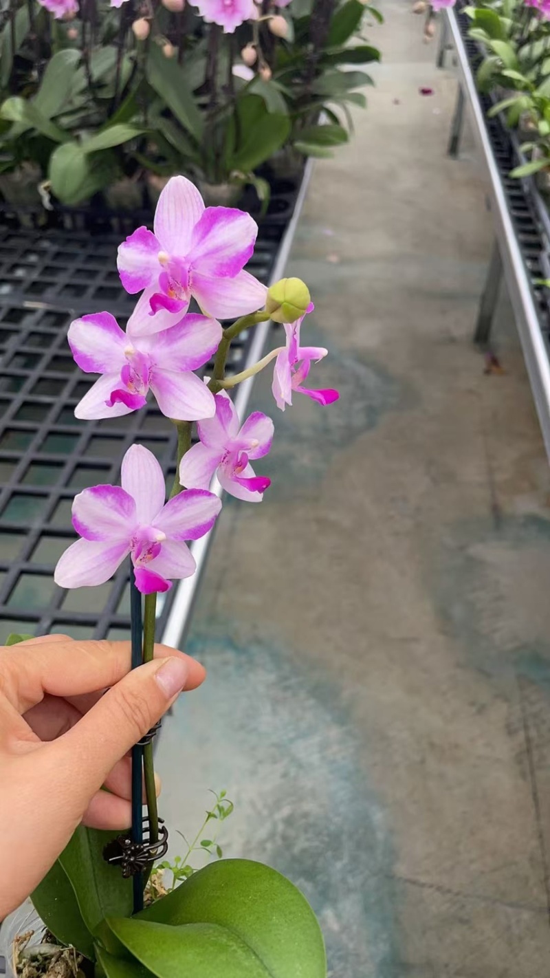 蝴蝶兰基地2.8寸紫钻小红群紫水晶香山水墨江南海蓝之谜等