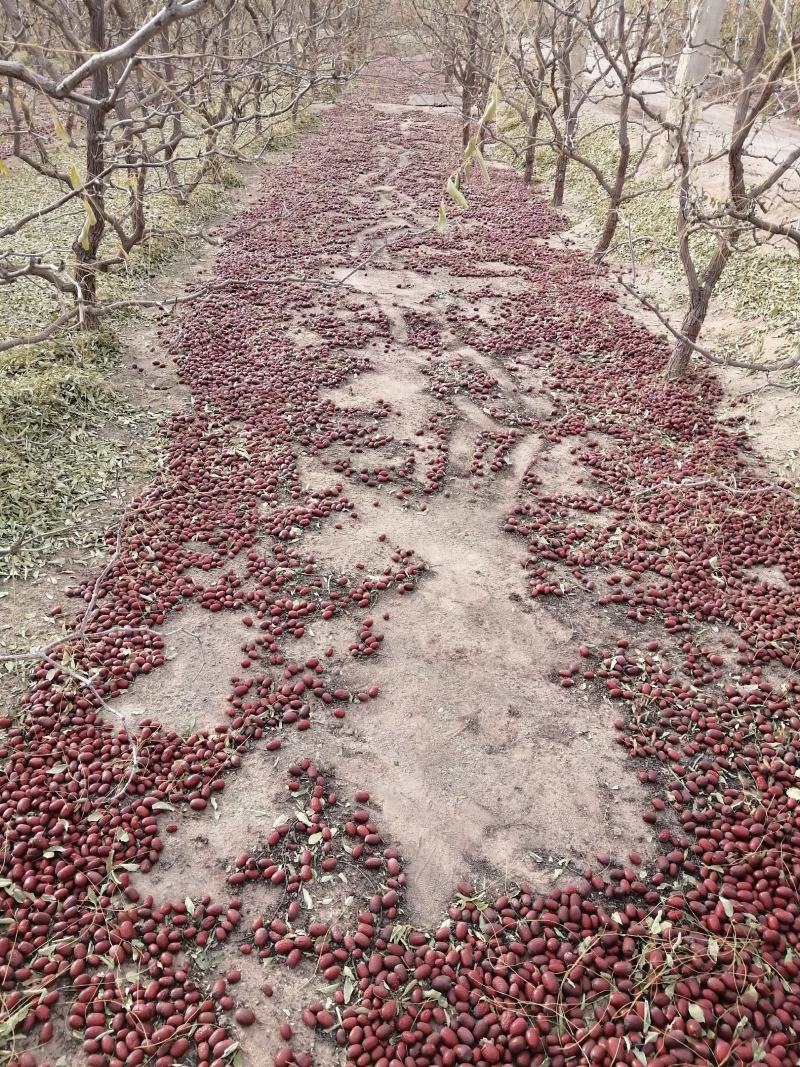 阿克苏灰枣