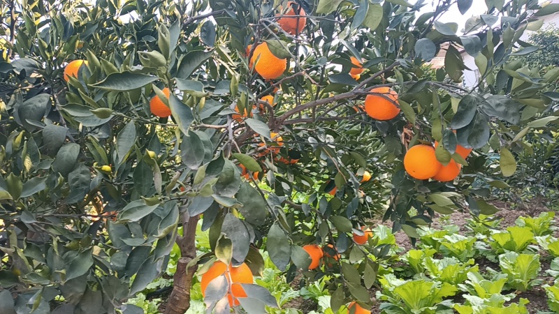秭归脐橙基地