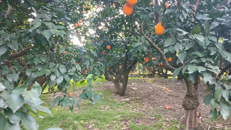 秭归脐橙基地