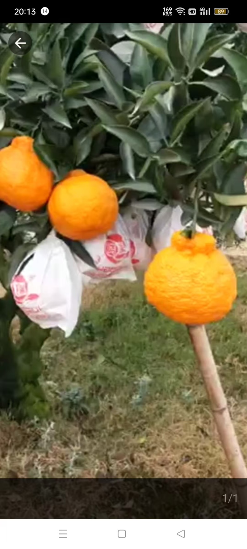 丑橘