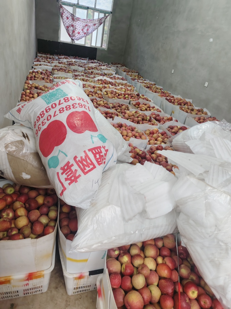 四川汉源冰糖心苹果产地供应链对接全国各地老板接大车小车