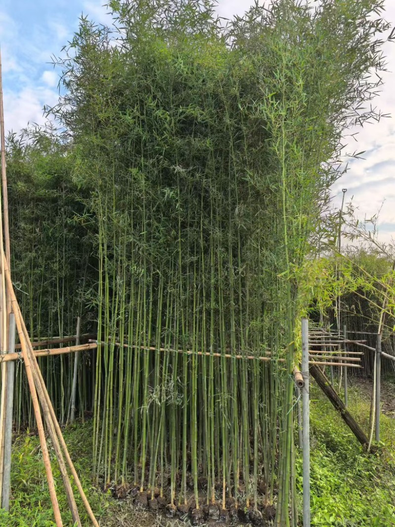 刚竹苗，青皮竹，罗汉竹，雷竹，大绿竹，四季青竹