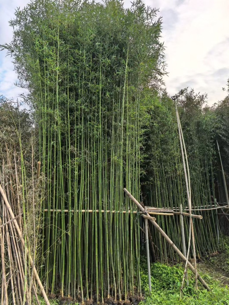 刚竹苗，青皮竹，罗汉竹，雷竹，大绿竹，四季青竹