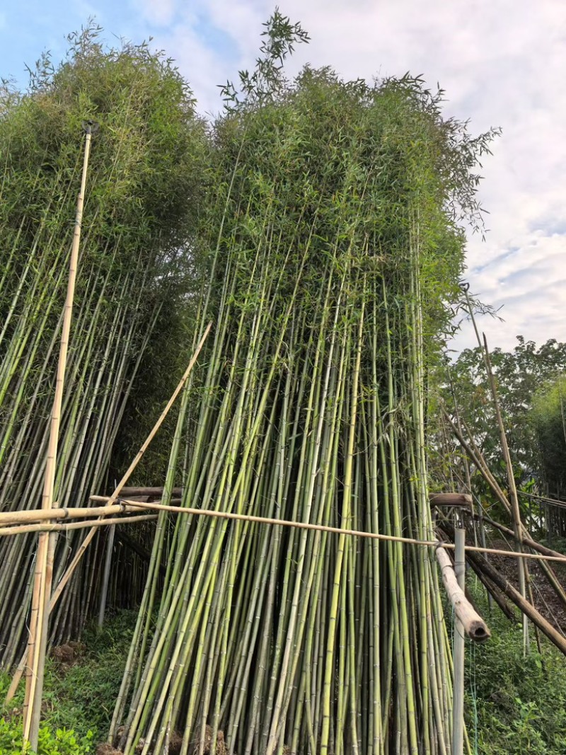 刚竹苗，青皮竹，罗汉竹，雷竹，大绿竹，四季青竹