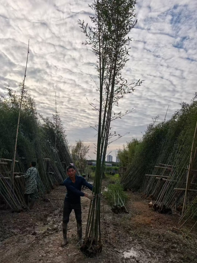 刚竹苗，青皮竹，罗汉竹，雷竹，大绿竹，四季青竹