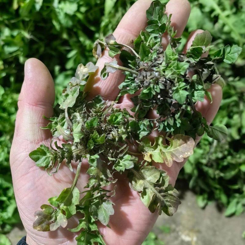 2026年春季荠菜供应:纯野生荠菜、仿野生荠菜、工厂荠菜