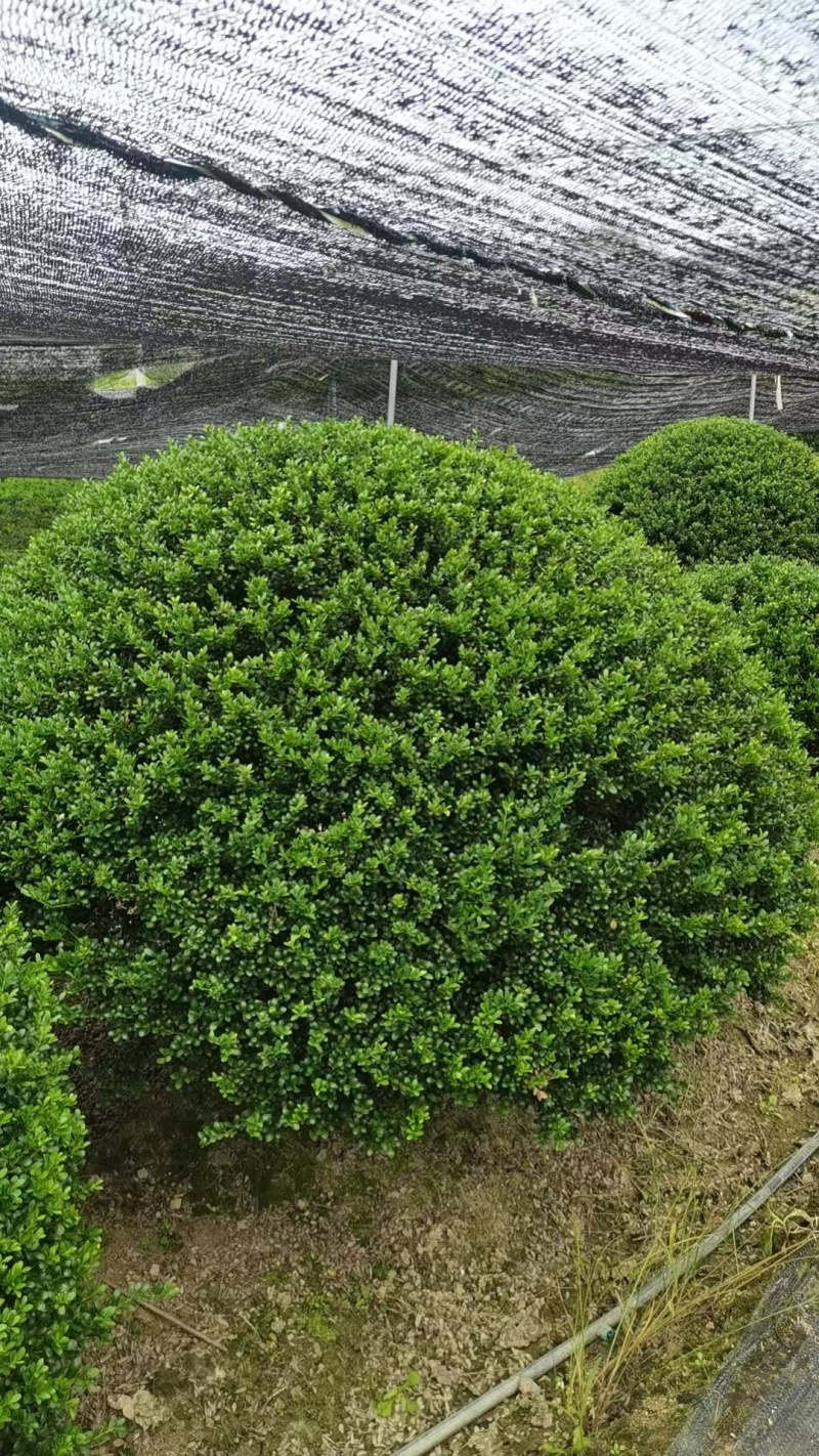 龟甲冬青球冠幅1.2m、1.5m、1.8m有量，欢迎订购