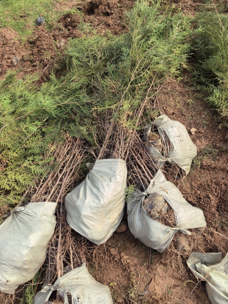 柏树苗基地直销量大质优价格优惠欢迎咨询采购