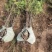 柏树苗基地直销量大质优价格优惠欢迎咨询采购