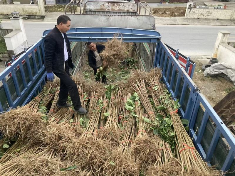 杜仲苗种植基地，杜仲苗批发零售，