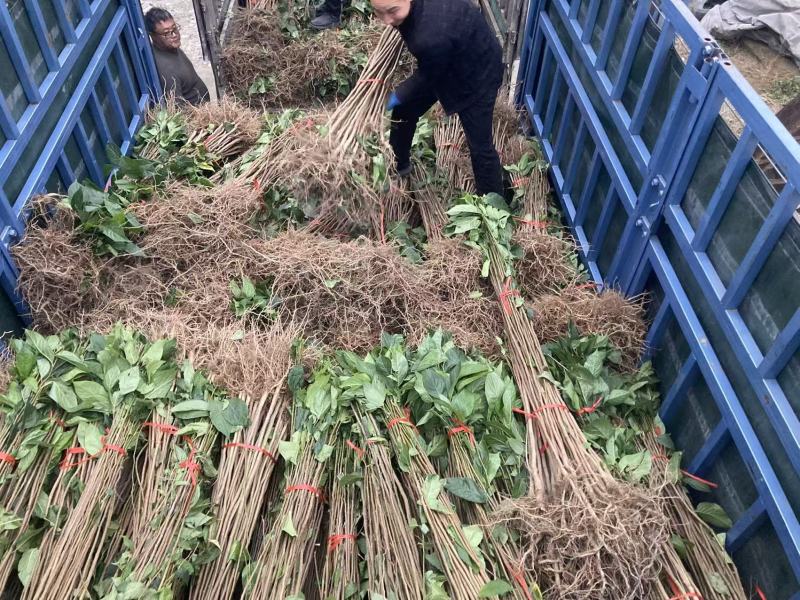杜仲苗种植基地，杜仲苗批发零售，