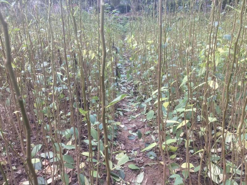 杜仲苗种植基地，杜仲苗批发零售，