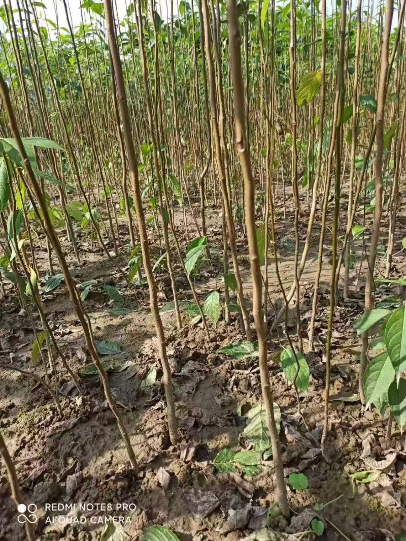 杜仲苗种植基地，杜仲苗批发零售，