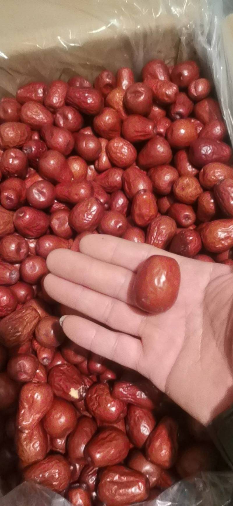 壶瓶枣