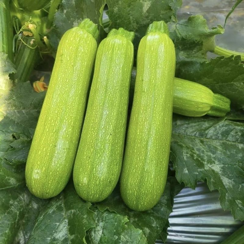 中创亚历特绿西葫芦种子翠绿色瓜纹细腻美观瓜条顺直抗病高产