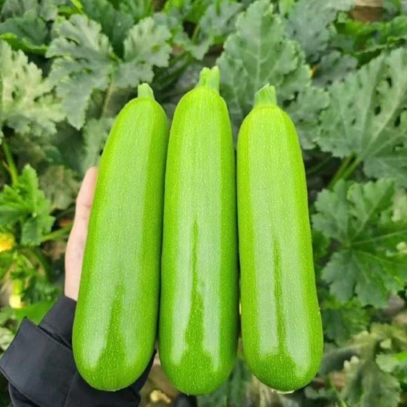 中创亚历特绿西葫芦种子翠绿色瓜纹细腻美观瓜条顺直抗病高产