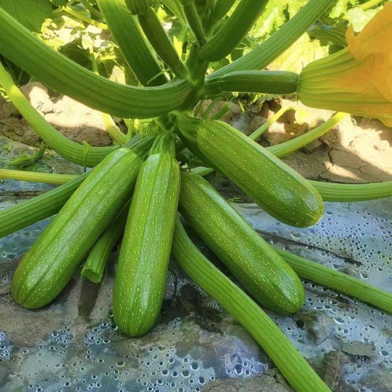 中创亚历特绿西葫芦种子翠绿色瓜纹细腻美观瓜条顺直抗病高产