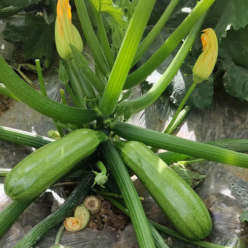 中创亚历特绿西葫芦种子翠绿色瓜纹细腻美观瓜条顺直抗病高产