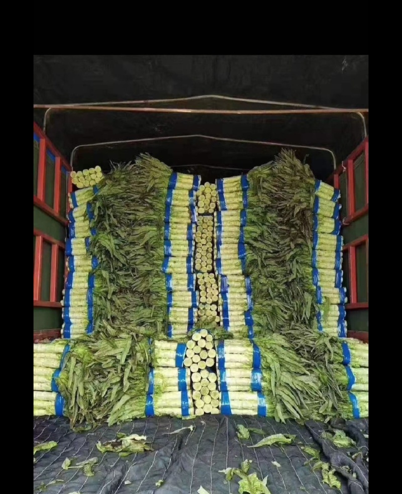 莴苣，尖叶莴苣，红叶香莴苣，产地直供支持商超电商批发市场