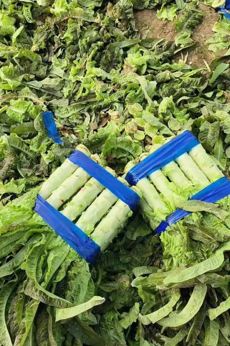 莴苣，尖叶莴苣，红叶香莴苣，产地直供支持商超电商批发市场