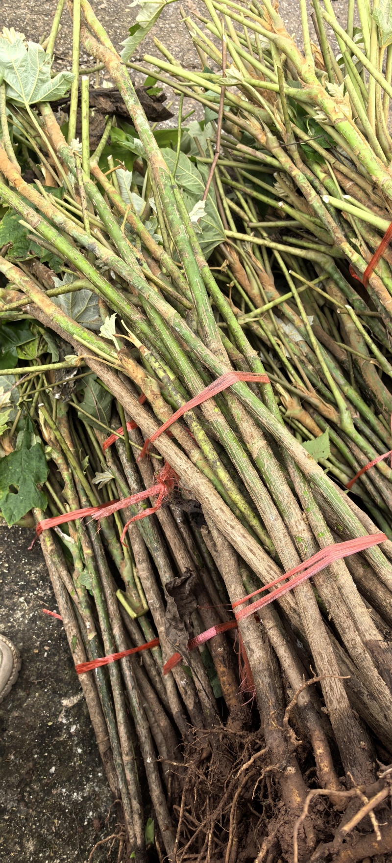 通草种植基地，通草两年苗f，根系发达，我活率高，死苗补，