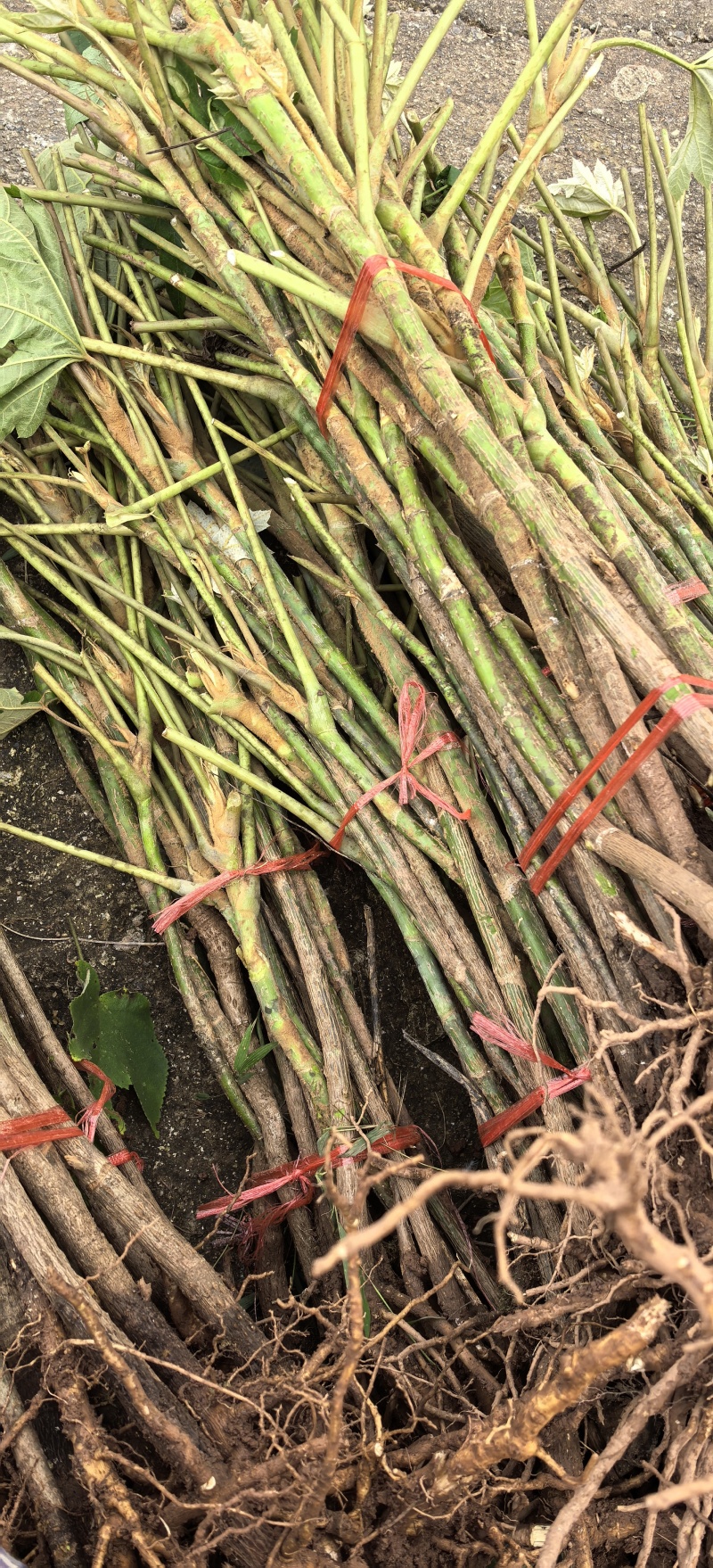 通草种植基地，通草两年苗f，根系发达，我活率高，死苗补，