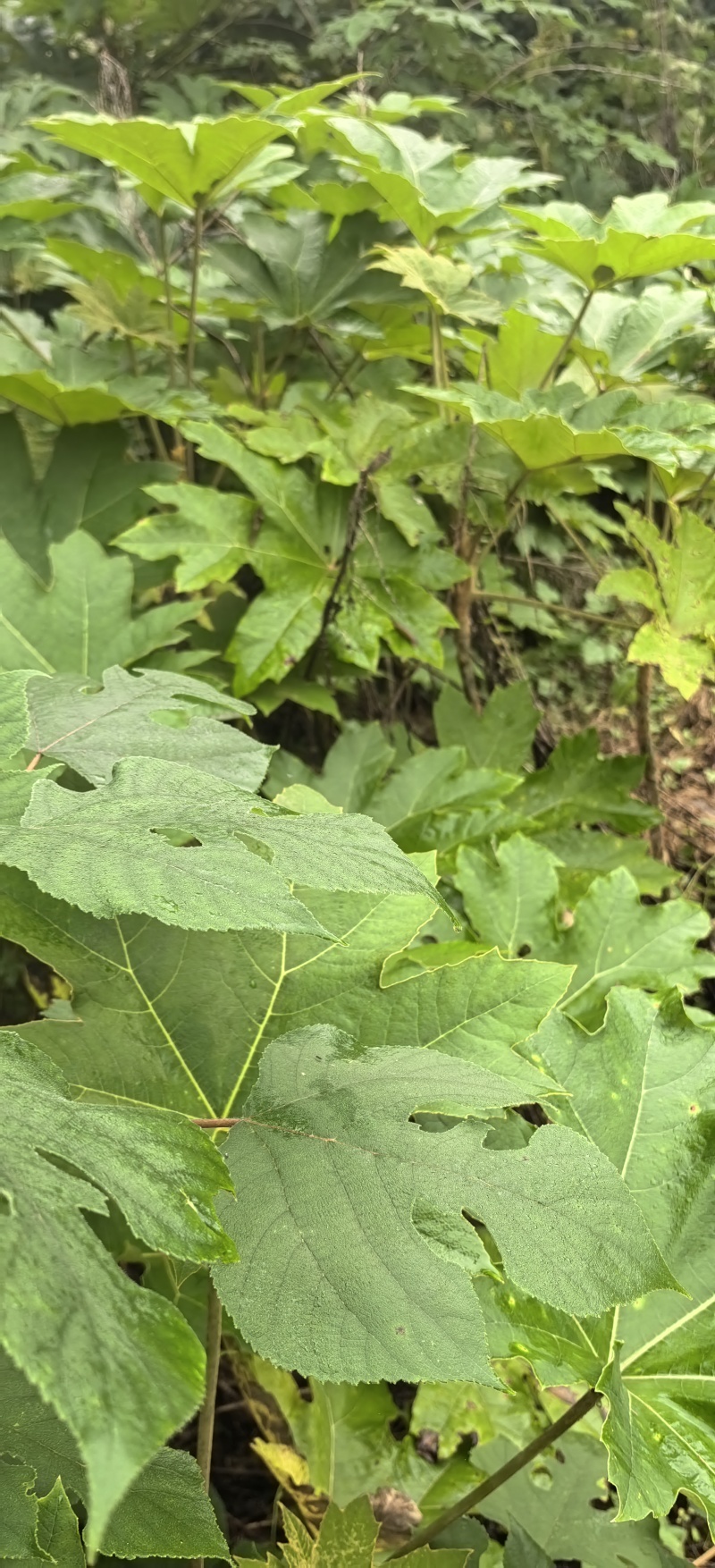通草种植基地，通草两年苗f，根系发达，我活率高，死苗补，