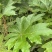 通草种植基地，通草两年苗f，根系发达，我活率高，死苗补，