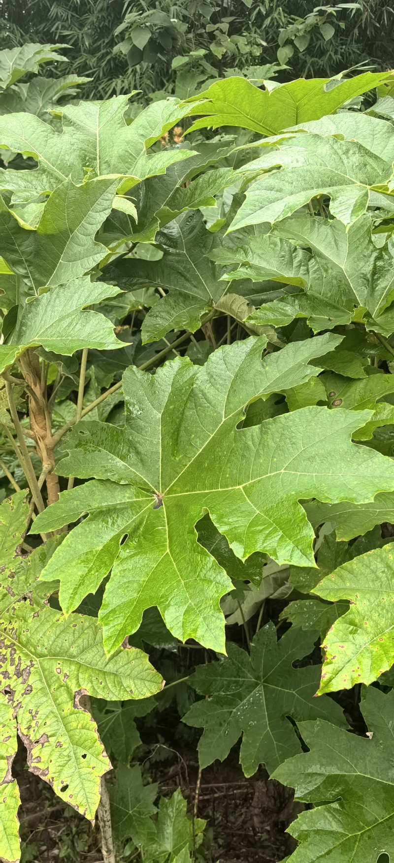 通草种植基地，通草两年苗f，根系发达，我活率高，死苗补，
