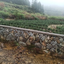 高山金牡丹茶叶质量保证量大从优欢迎咨询