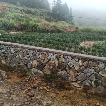高山金牡丹茶叶质量保证量大从优欢迎咨询