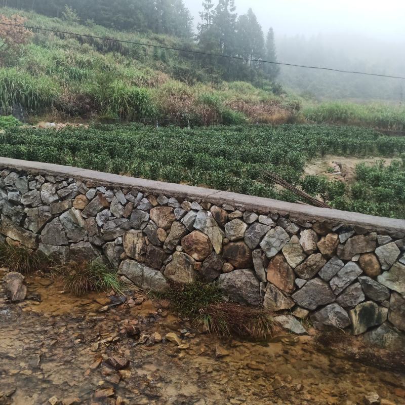 高山金牡丹茶叶质量保证量大从优欢迎咨询