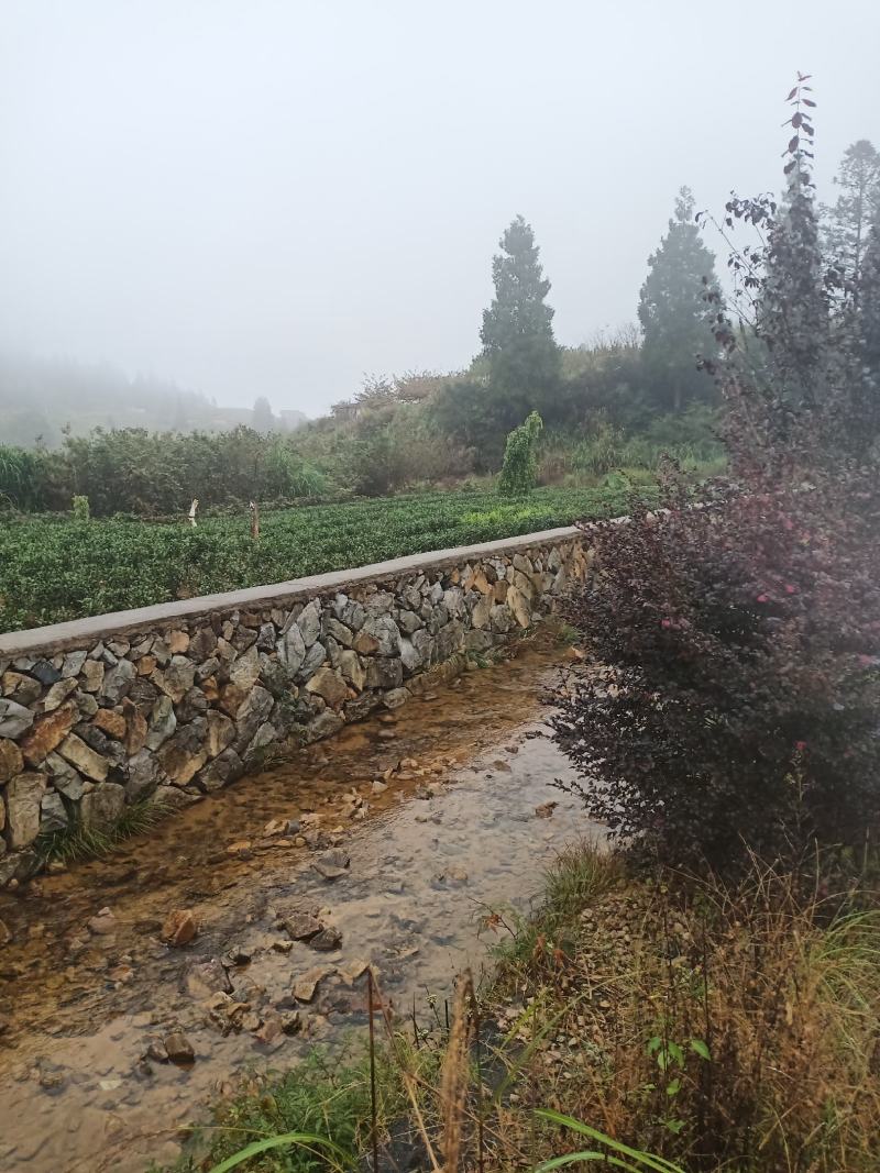 高山金牡丹茶叶质量保证量大从优欢迎咨询