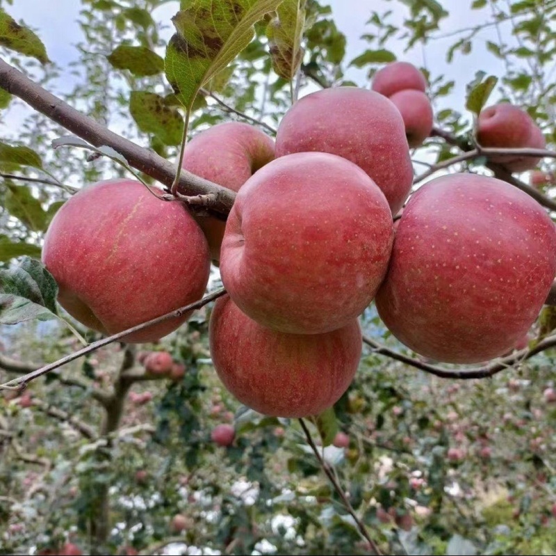 昭通丑苹果