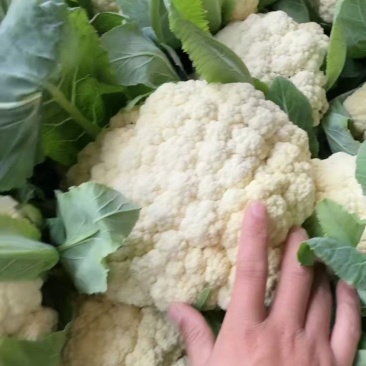 精品花菜，白面青梗松花菜，可供商超电商加工厂欢迎采购