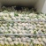 精品花菜，白面青梗松花菜，可供商超电商加工厂欢迎采购