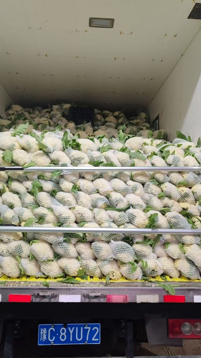 精品花菜，白面青梗松花菜，可供商超电商加工厂欢迎采购