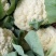 精品花菜，白面青梗松花菜，可供商超电商加工厂欢迎采购