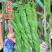 蔬菜种子/辣椒种子/武汉/洪山区直供/可零售批发