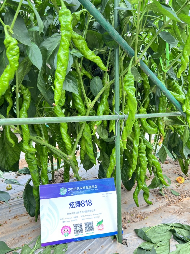 蔬菜种子/辣椒种子/武汉/洪山区直供/可零售批发