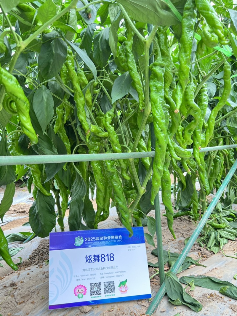 蔬菜种子/辣椒种子/武汉/洪山区直供/可零售批发
