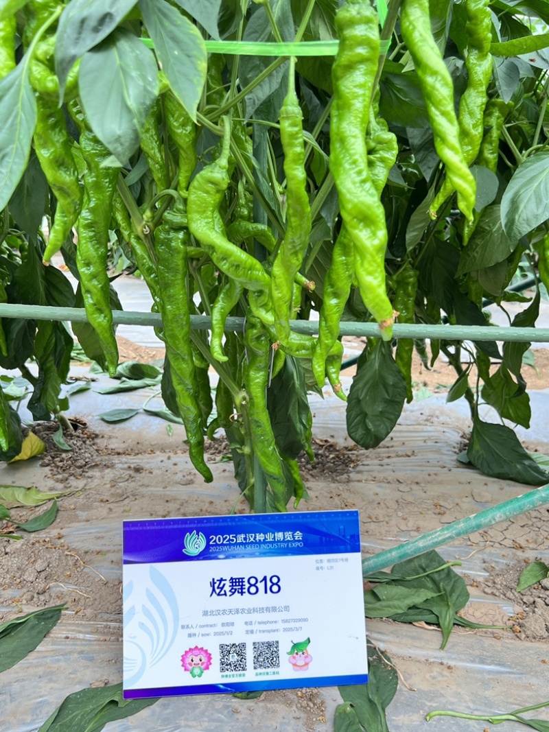 蔬菜种子/辣椒种子/武汉/洪山区直供/可零售批发